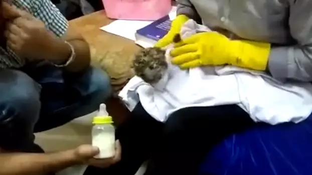 Man Tries To Smuggle Leopard Cub Through Airport Security