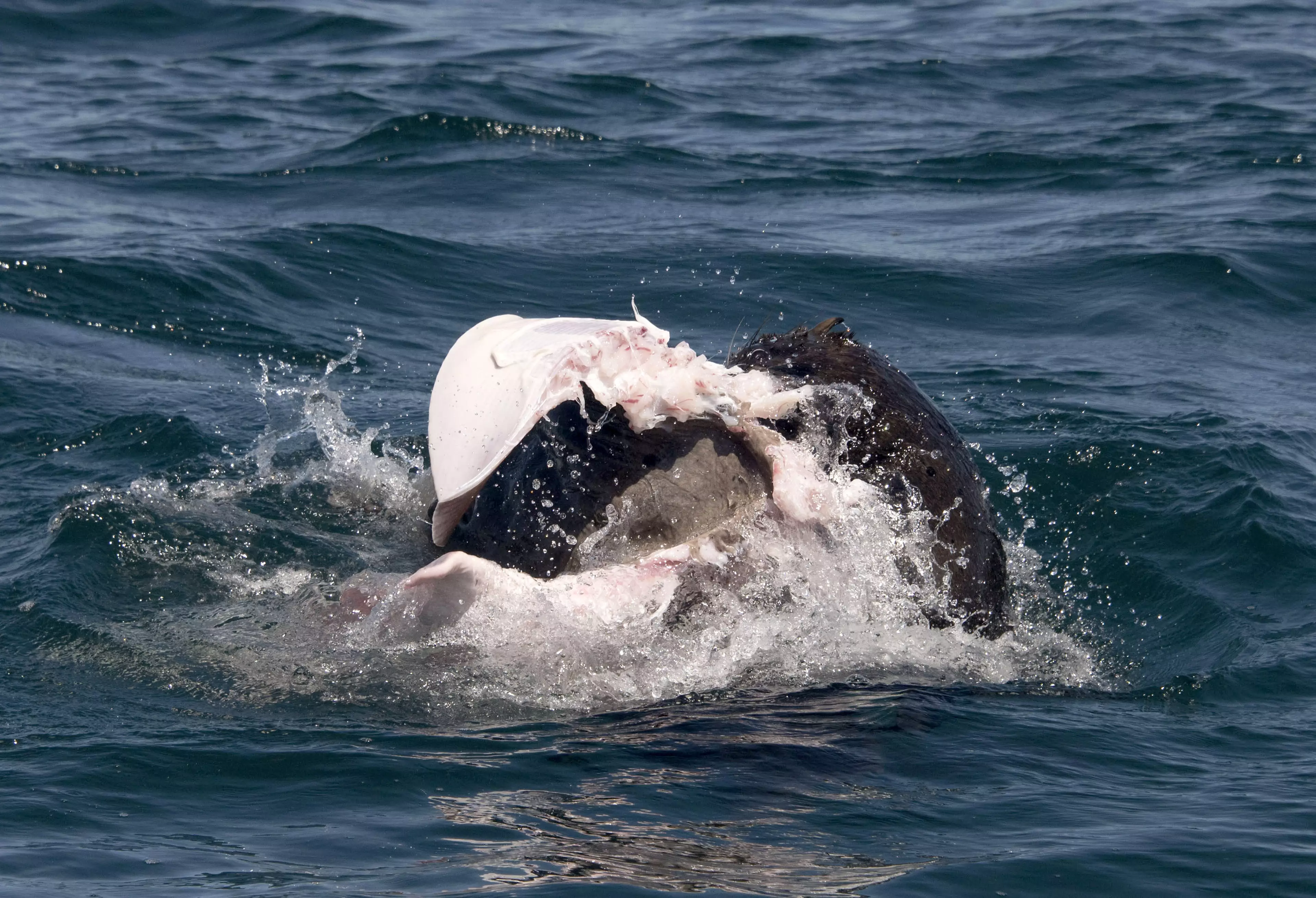 Stingray Writhes In Terror In Seal Attack