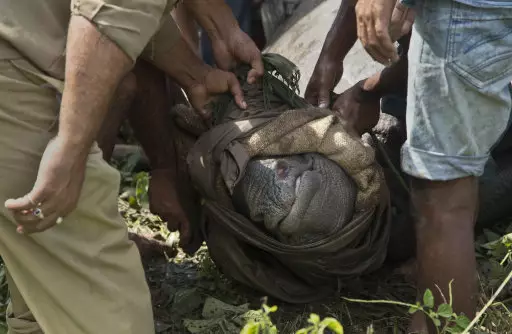 Kaziranga National Park Shoots Poachers To Protect Rhinos 