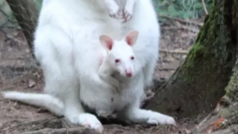 Zoo Fears That Missing Albino Kangaroo Joey Has Been Stolen