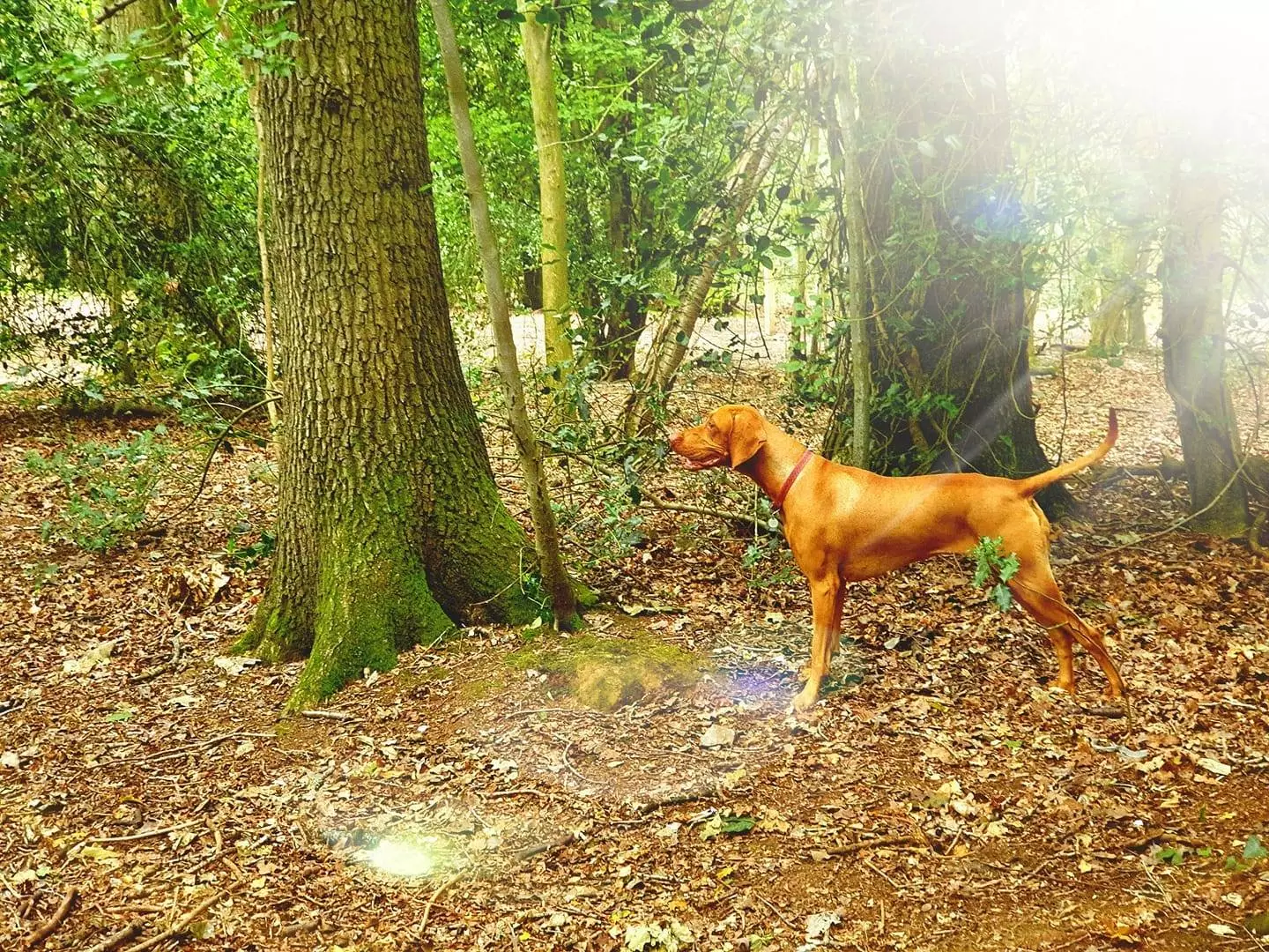 Mali in the woods.