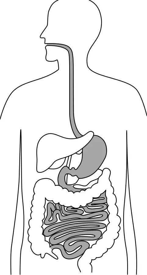 The gastrointestinal tract.