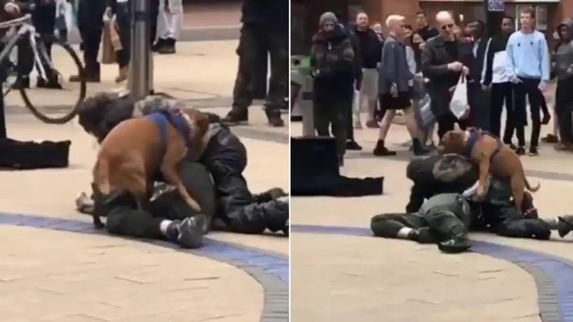 A Frisky Dog Starts Humping Man's Leg During Street Fight 