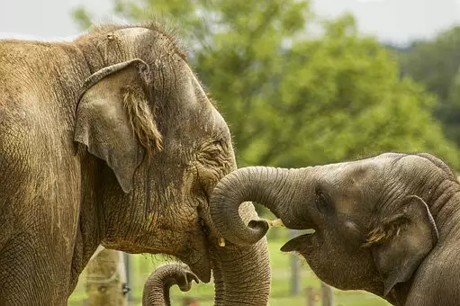 Elephants are known to be intelligent and highly social (