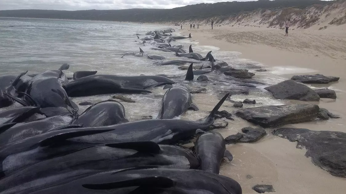 Over 100 Pilot Whales Dead In Mass Stranding In Western Australia