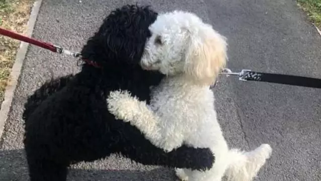 Dog Siblings Separated As Puppies 'Remember Each Other' And Share Hug