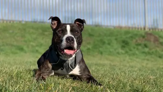 Dog Who's Been Looking For A Home For Five Years Is Named 'UK's Unluckiest Dog'