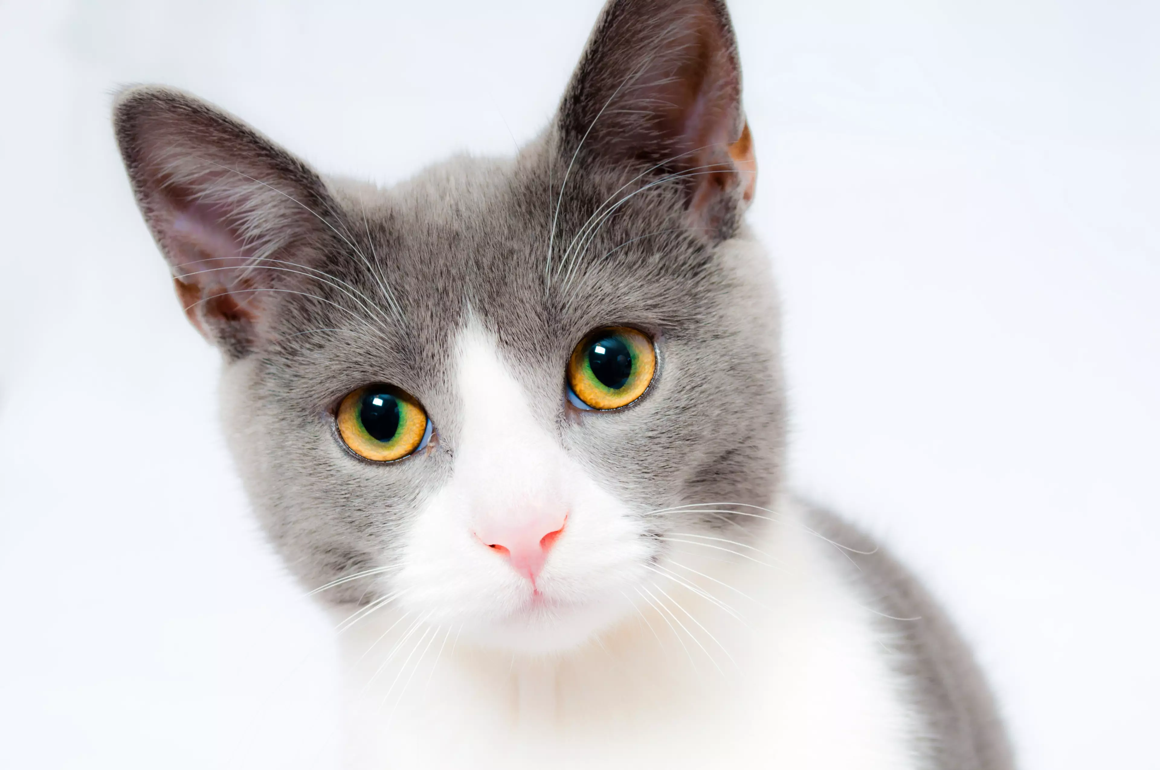Cats have been named the cutest animal (