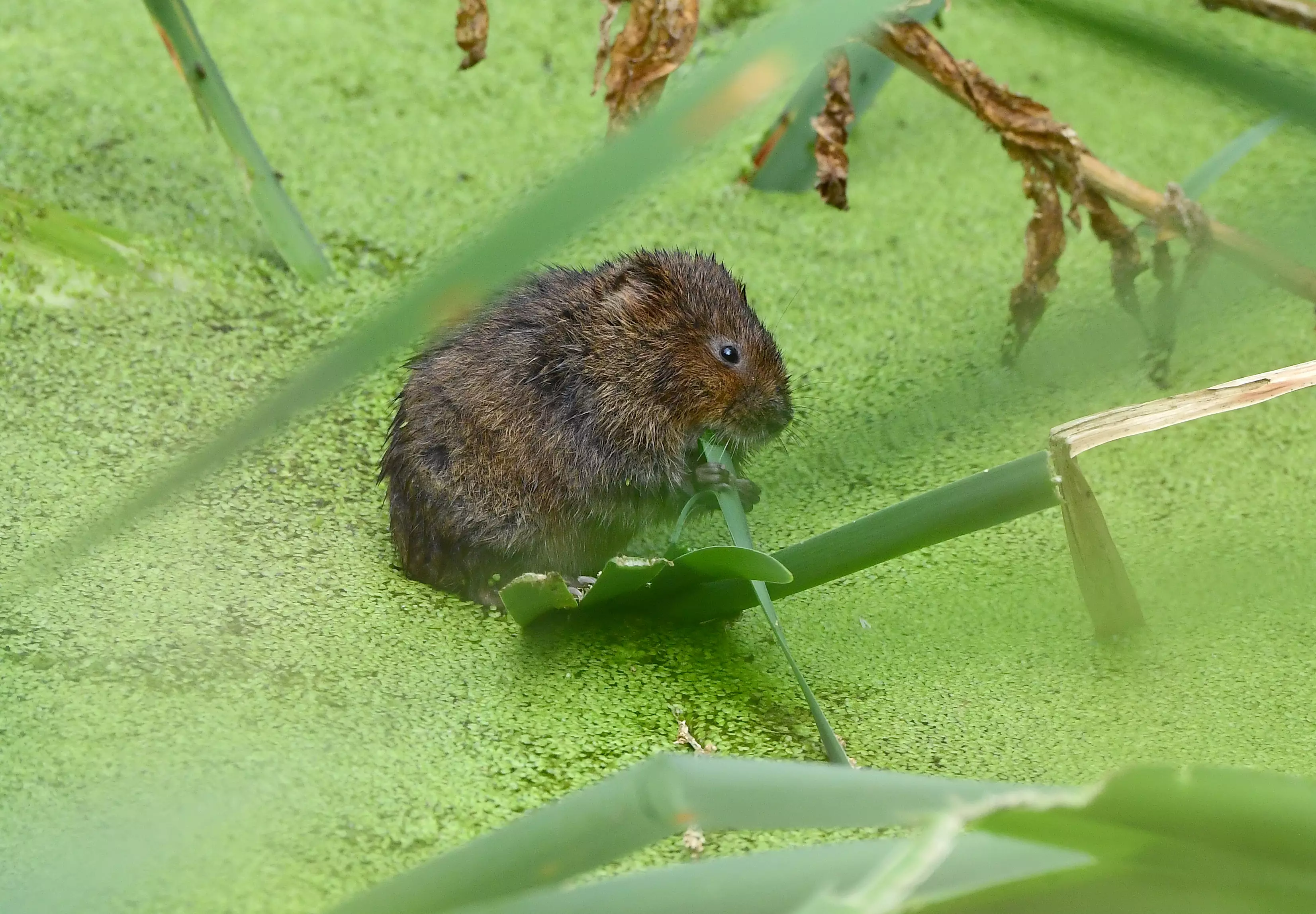 'Rapid change' is needed to save the likes of the water vole.