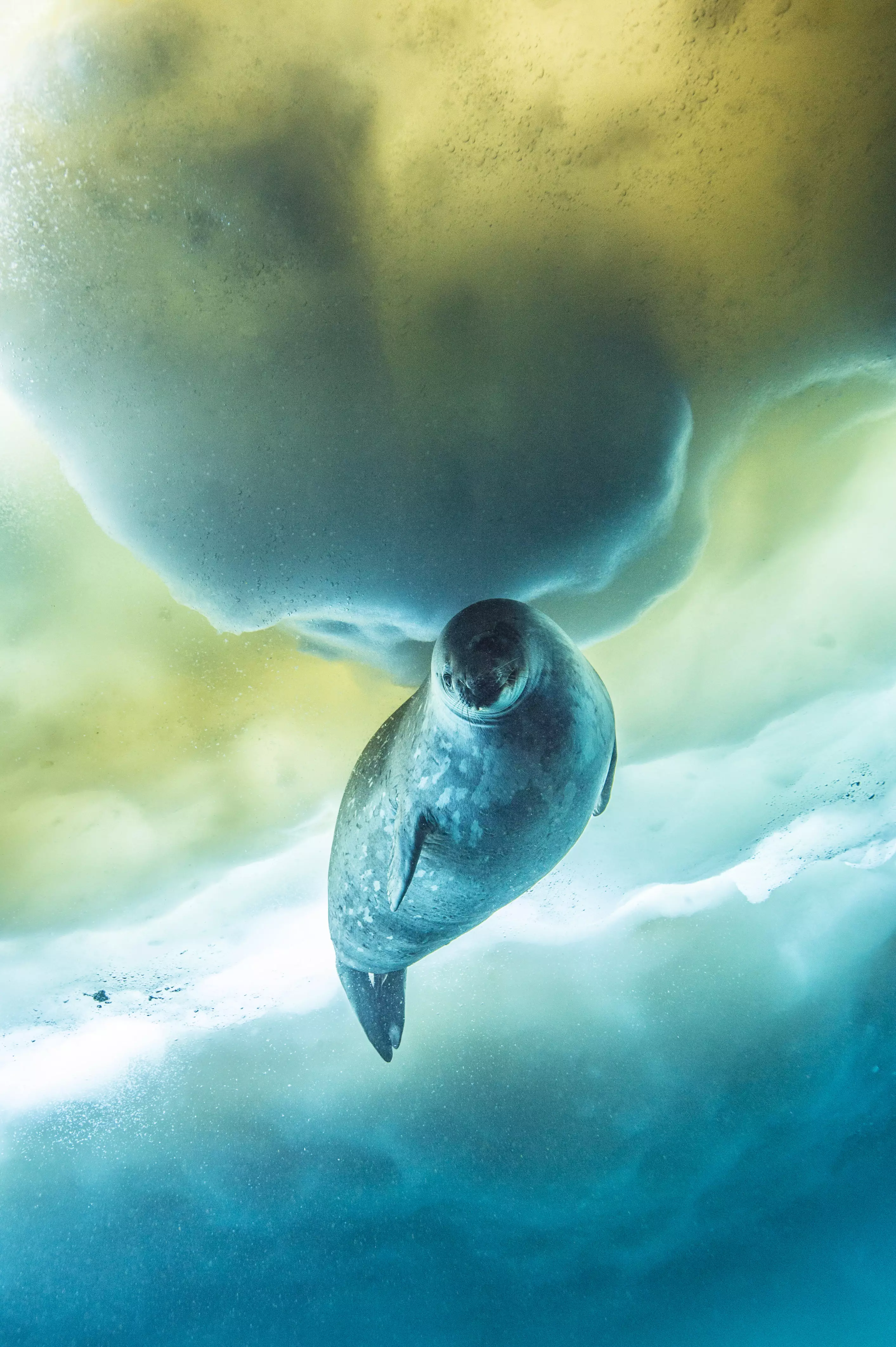 The Weddell seal was filmed for episode one in Antarctica. (