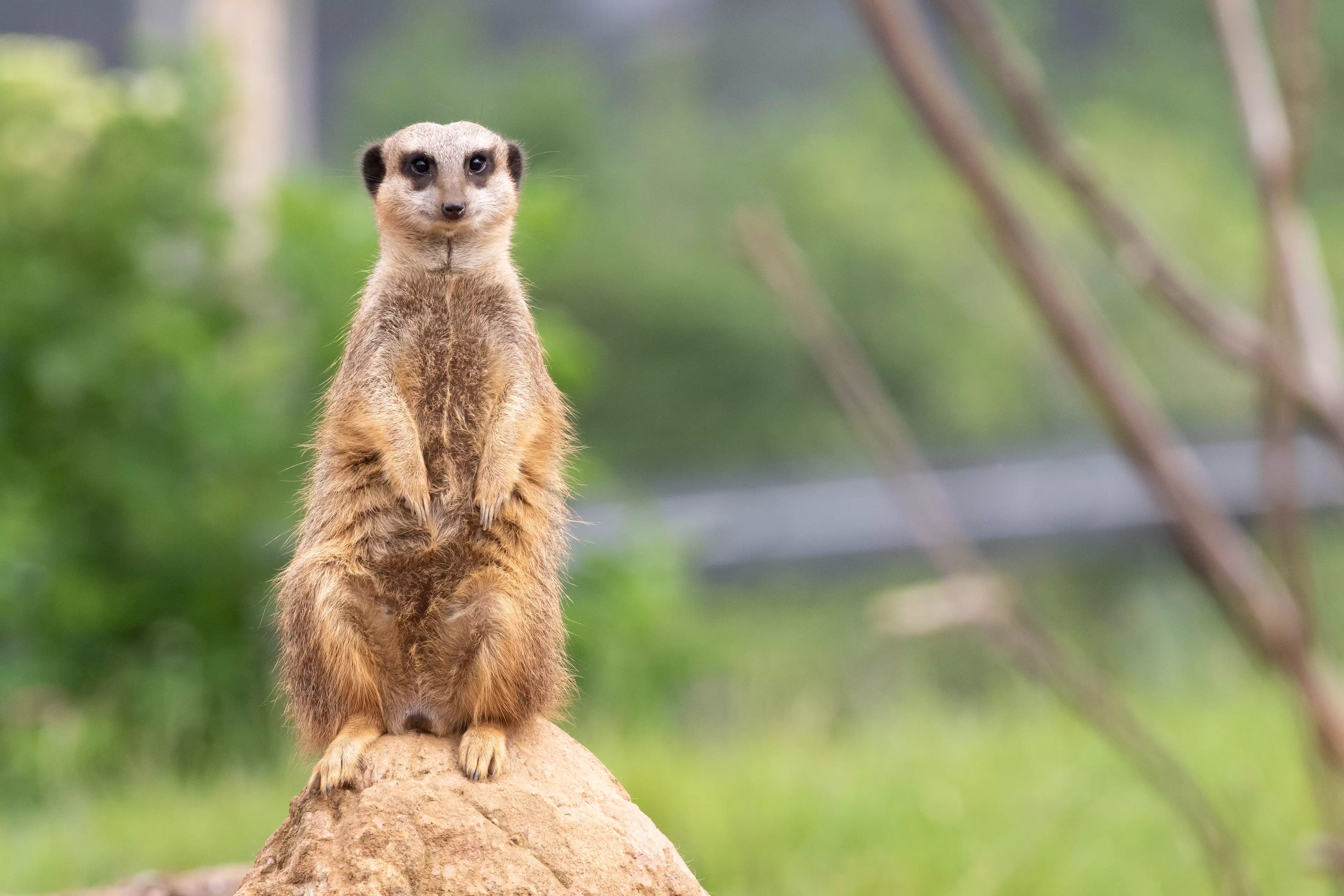 This week Chester Zoo created a JustGiving page to help raise funds towards the £465k a month it needs to look after its animals. (