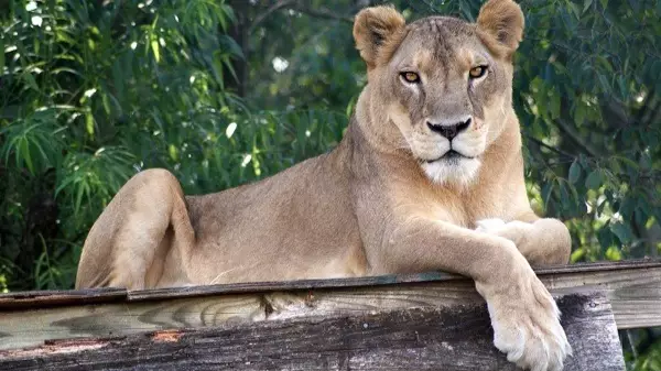 Lion Dies In Zoo After Overheating In North Carolina