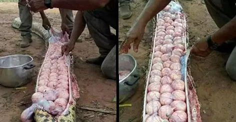 Huge Snake Killed For 'Eating Livestock' Was Actually Full Of Eggs 