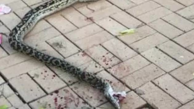 Heroic Dad Rescues Son, 4, From Giant Python 
