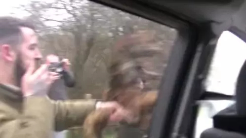 Man Filmed Slamming Dead Fox Into Car Of Hunt Saboteurs 