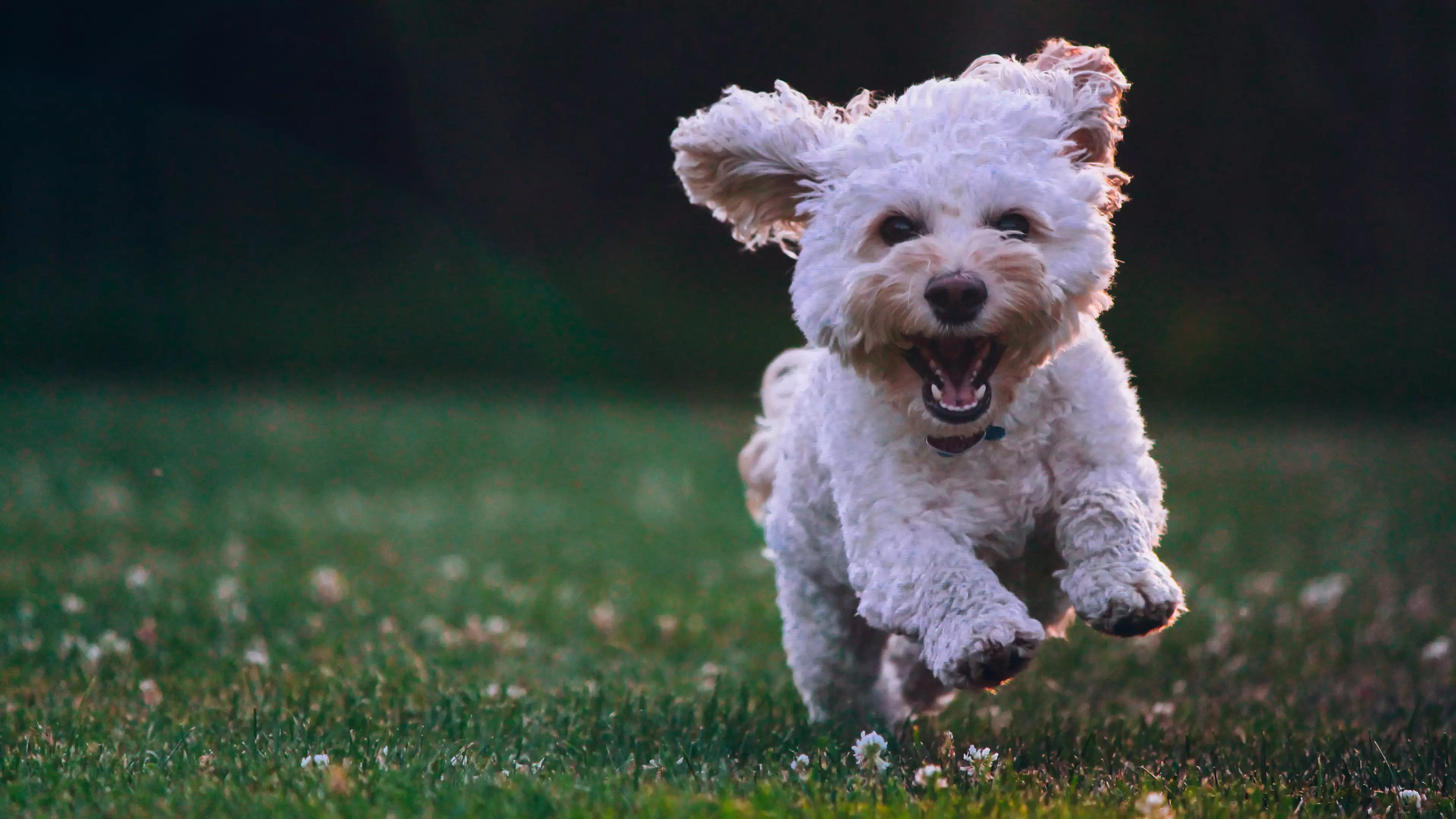 Free Online Dog Workouts Exist For Your Four Legged Friend