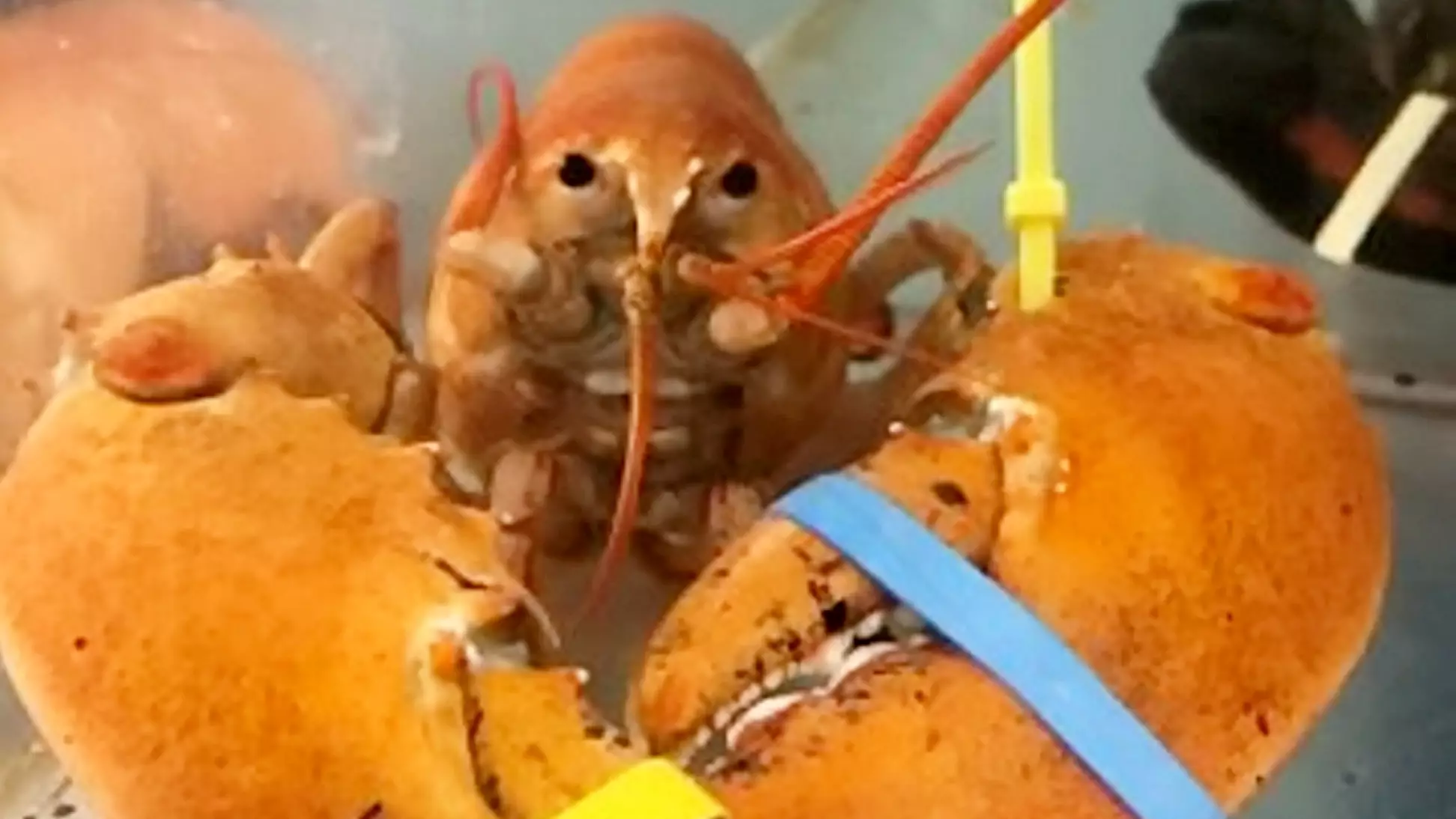 Extremely Rare Lobsters Saved From Cooking Pot By Eagle-Eyed Customer