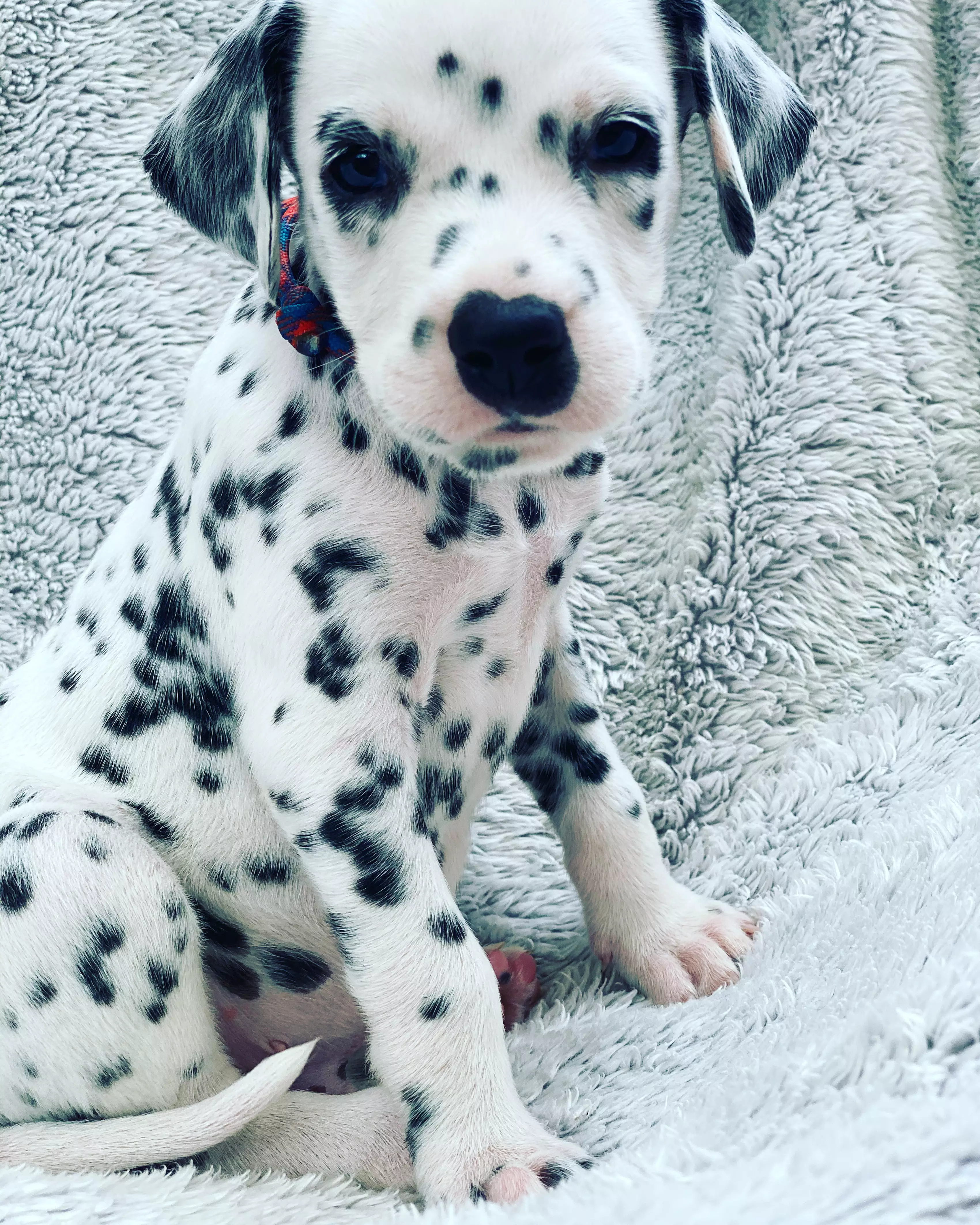 The little Dalmatian pup is now thriving (