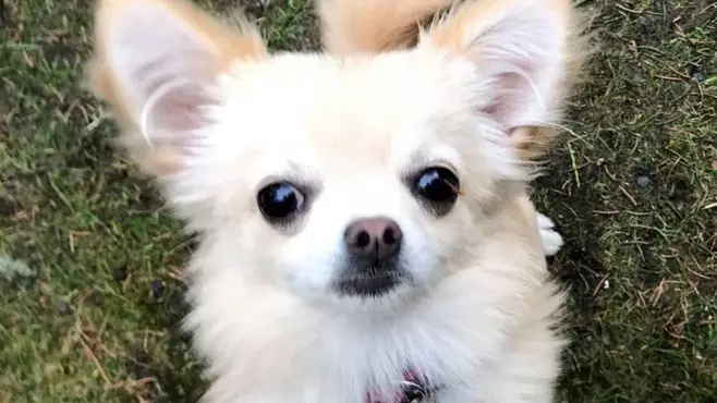 Another Pet Chihuahua Has Been Snatched By A Bird