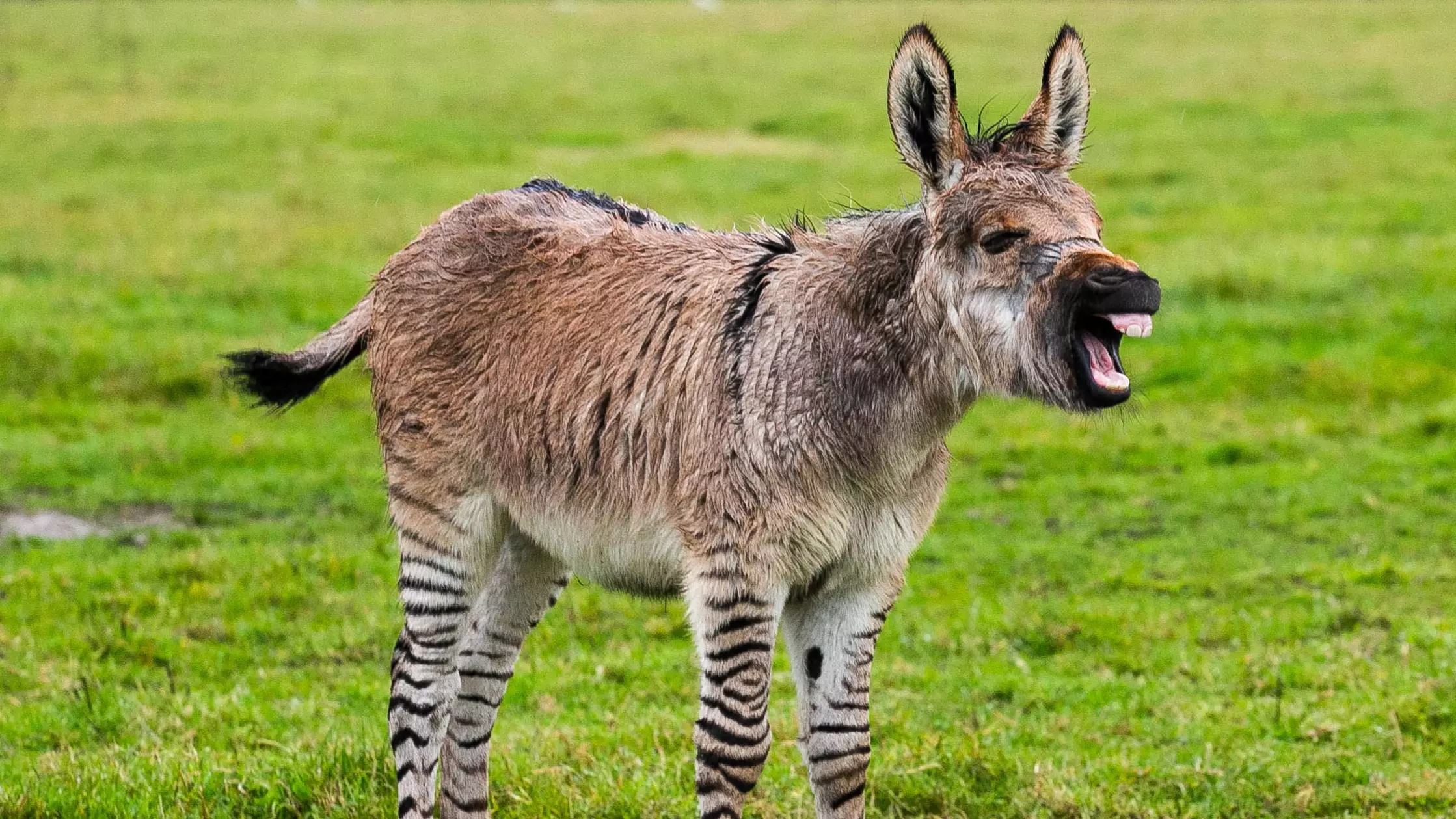 This Is What Happens When A Zebra And A Donkey Have A Baby