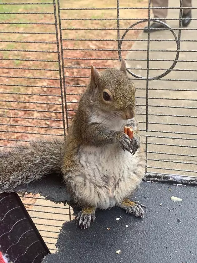 The squirrel has since been released into the wild.