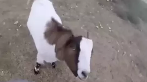 Gary The Goat Has Died Aged Just Six Years Old