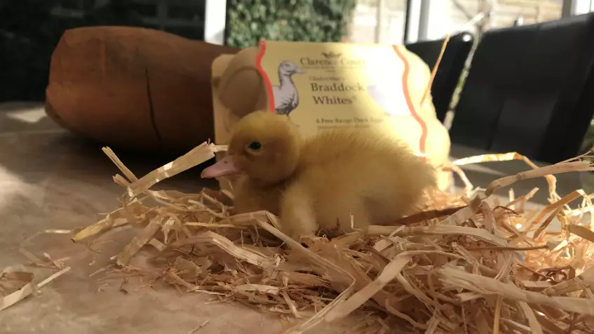 Teen Uses Incubator And Hatches Duckling From Waitrose Egg 
