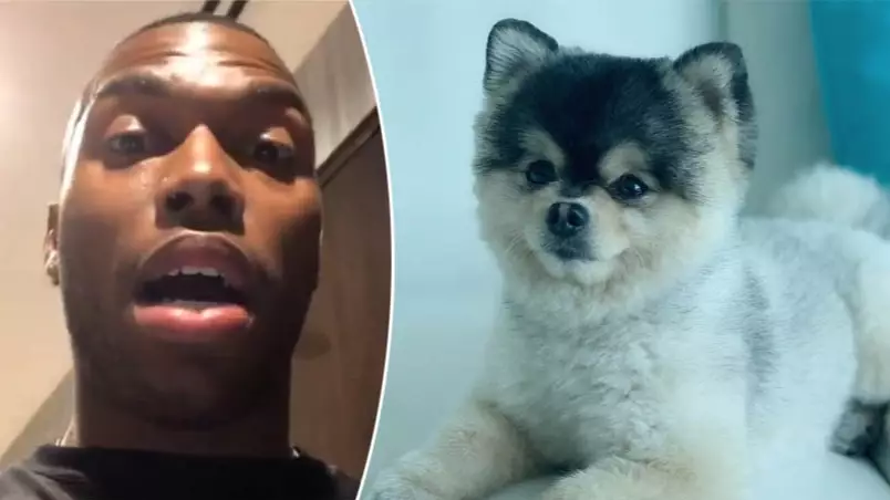 Former Liverpool Striker Daniel Sturridge Offers £30,000 For Return Of His Stolen Pomeranian Dog Lucci