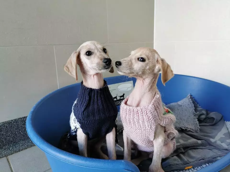 The RSPCA is helping Holly and Ivy regain full health (
