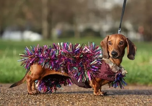 One dachshund opted for tinsel. (