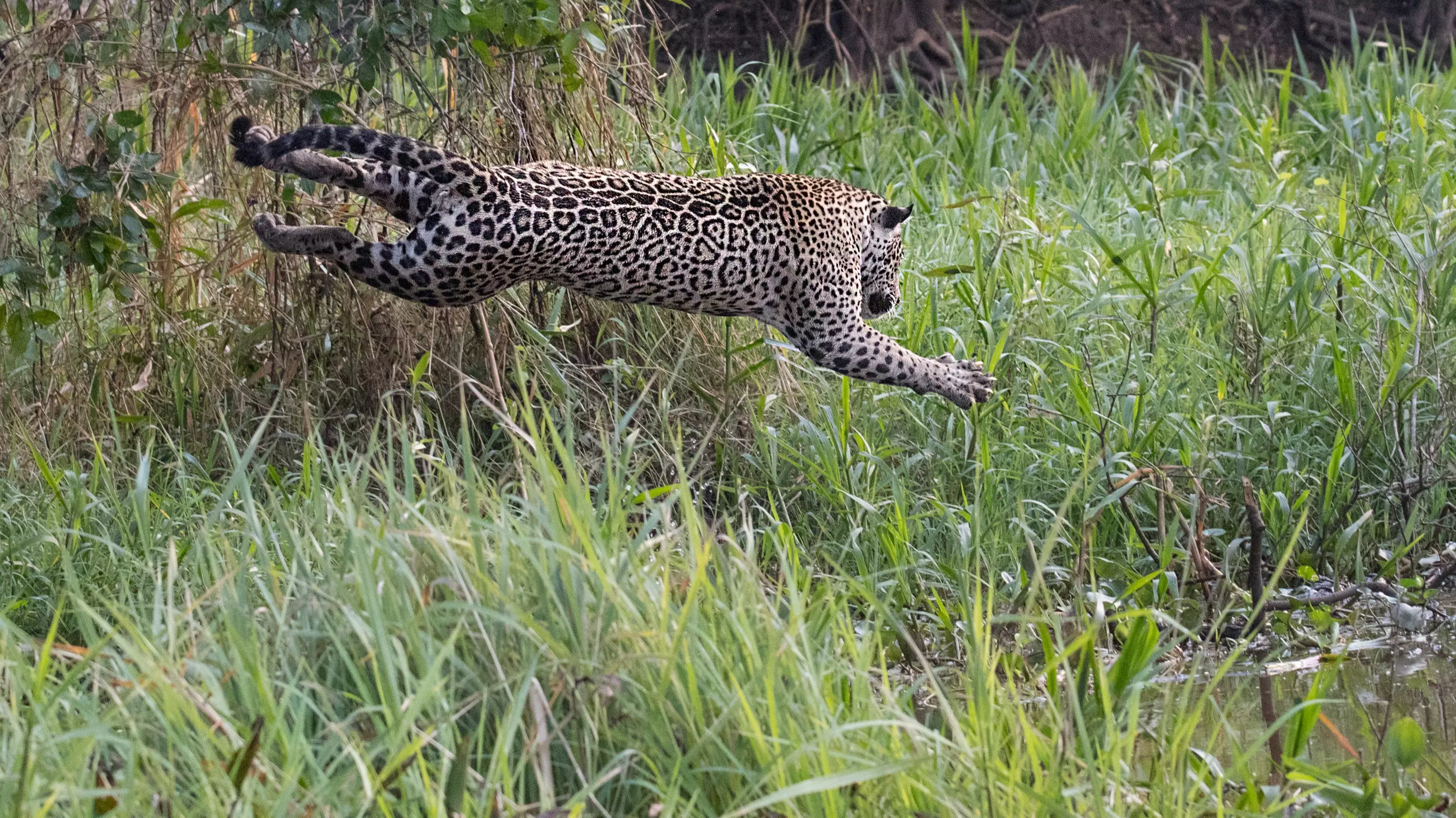 Incredible Footage Shows Jaguar Pouncing On Caiman In River 10 Feet Below