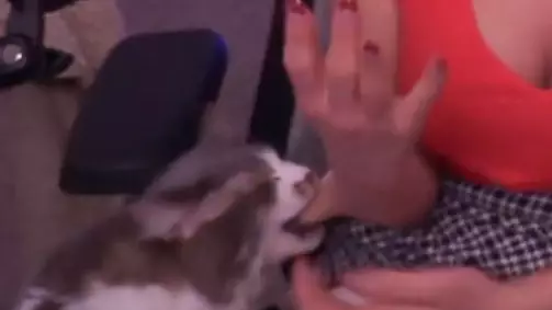 Controversial YouTuber Alinity Bitten By Cat While Streaming
