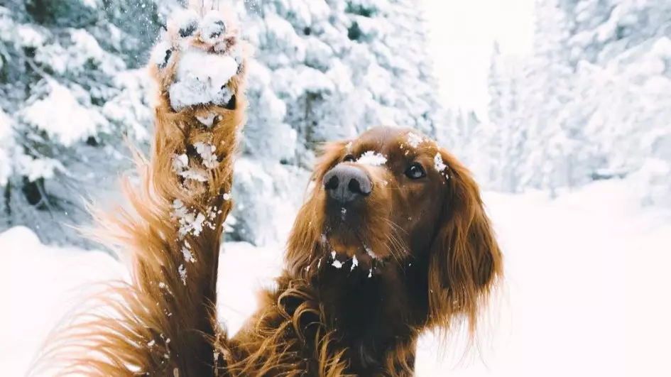 This Irish Setter's Instagram Account Is Incredibly Beautiful