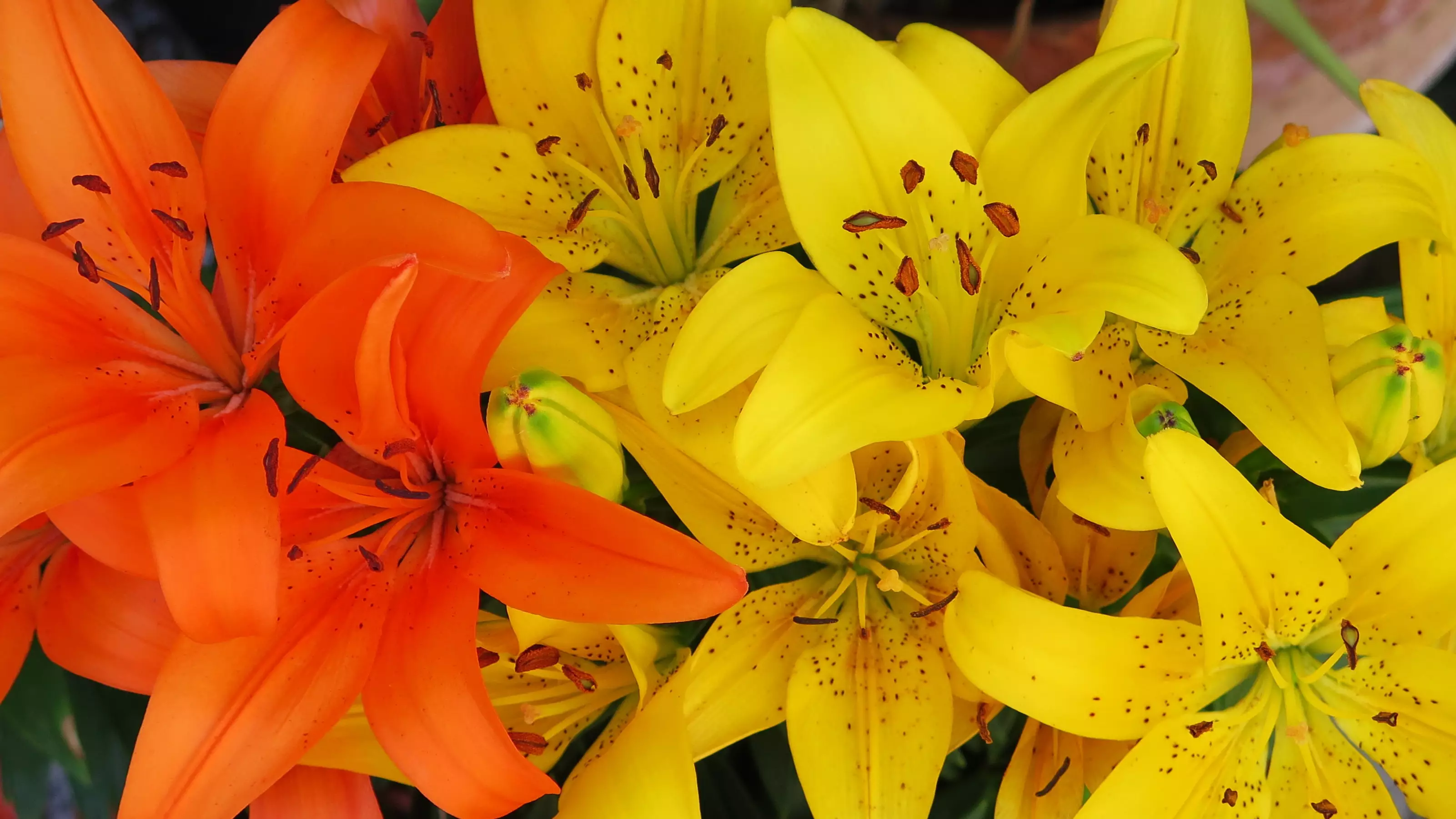 Lilies are extremely poisonous to cats (