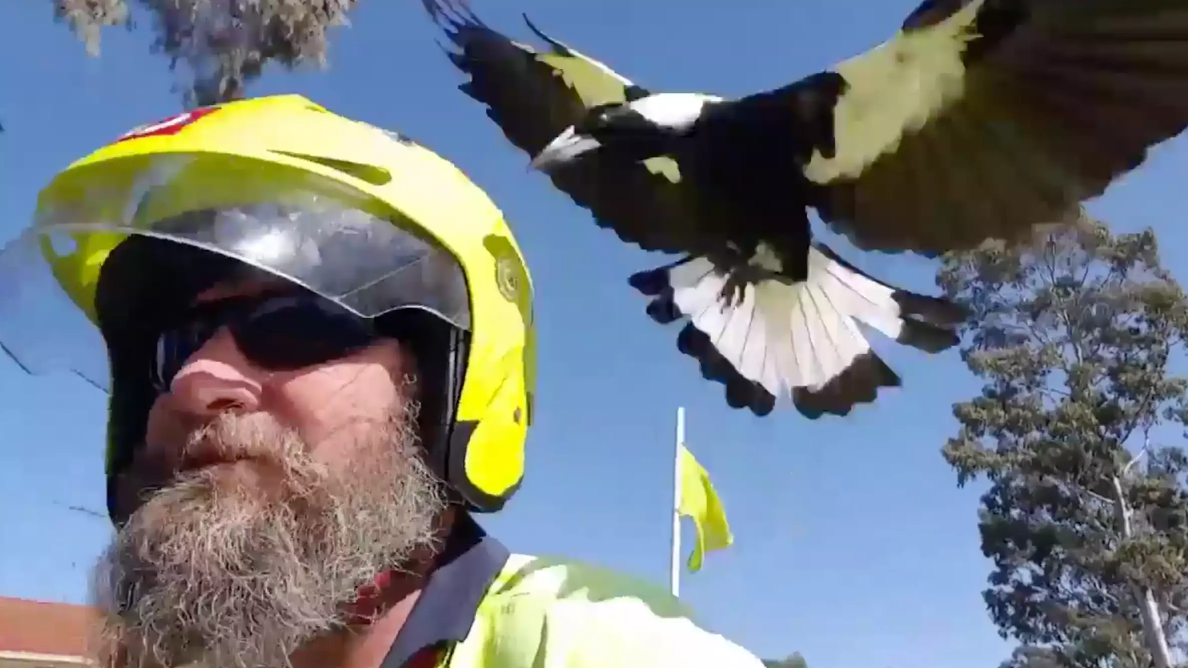 Aussie Postie Films His Treacherous Journey Through Magpie Territory