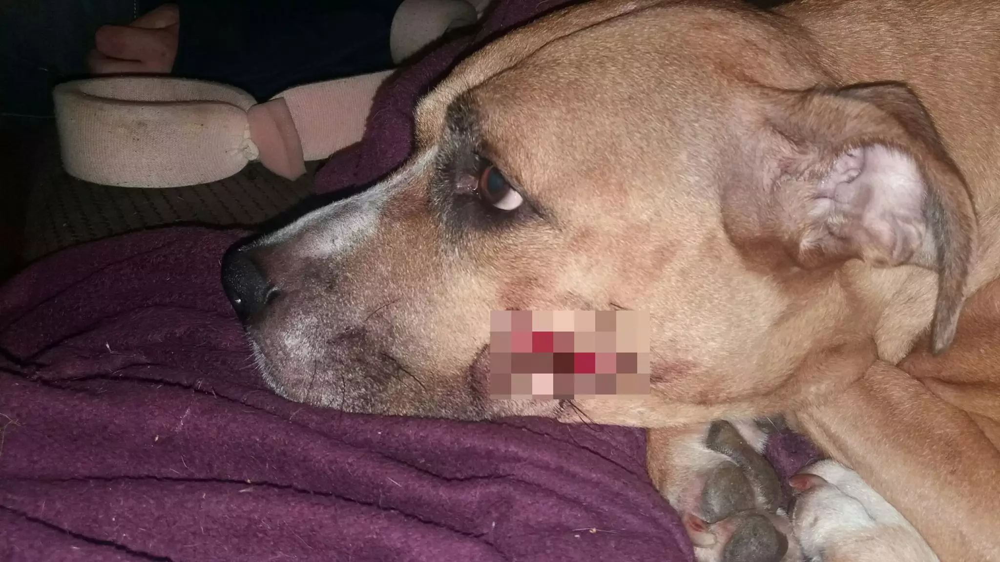 Zena was struck with a machete trying to defend her puppies.
