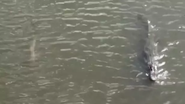Shark And Alligator Swim Side By Side In Incredibly Rare Footage