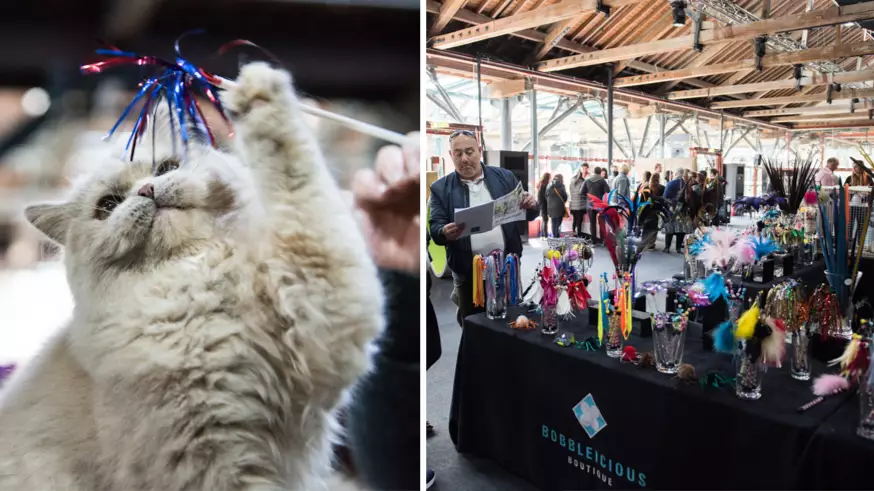 Crazy Cat Ladies Assemble! A Huge Feline Festival Is Coming To The UK 