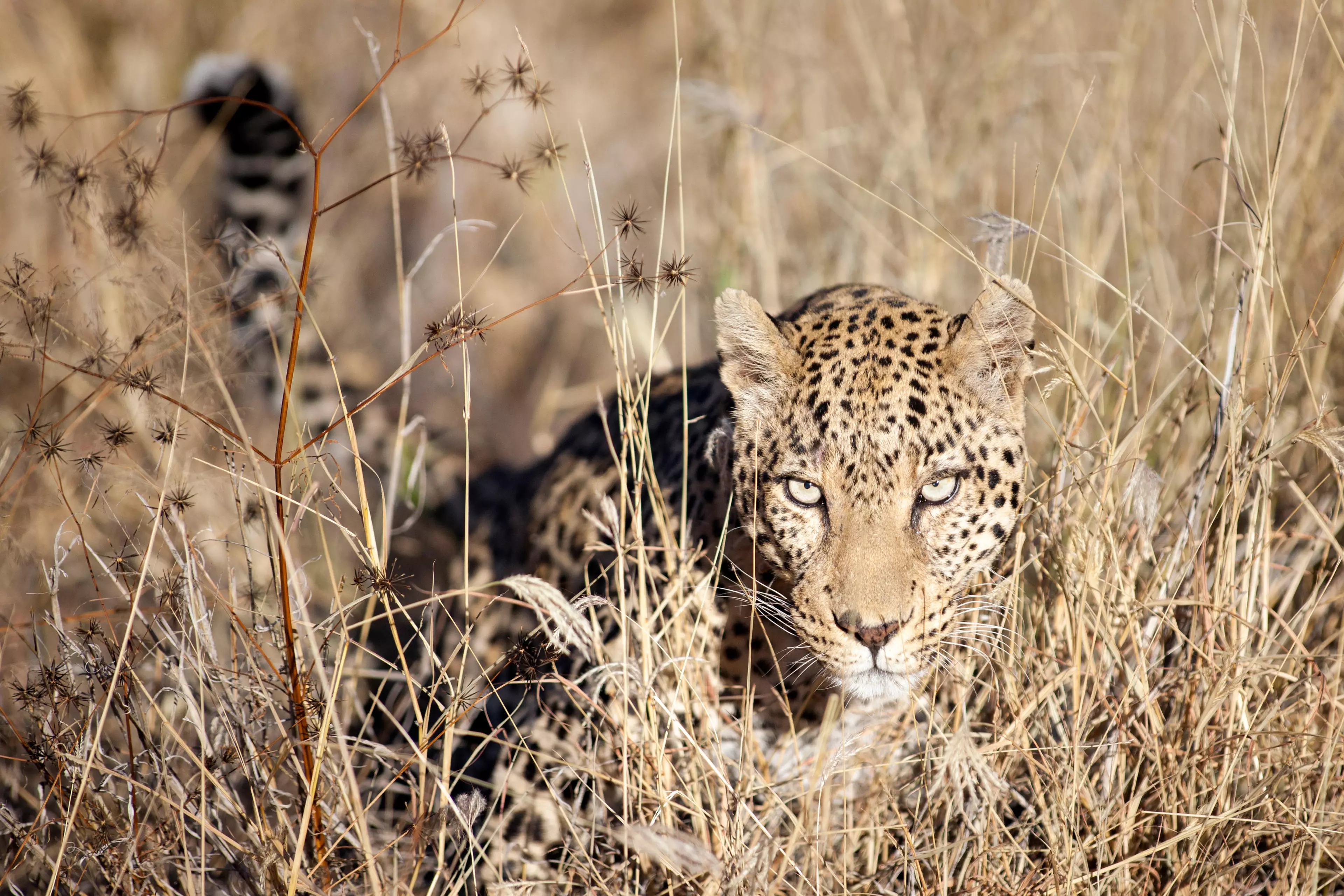 A leopard hunting in the Bushveld in southern Africa (stock image).