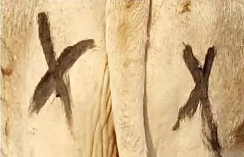 Cows with cross marks on their bum were contrasted with those that had eyes.