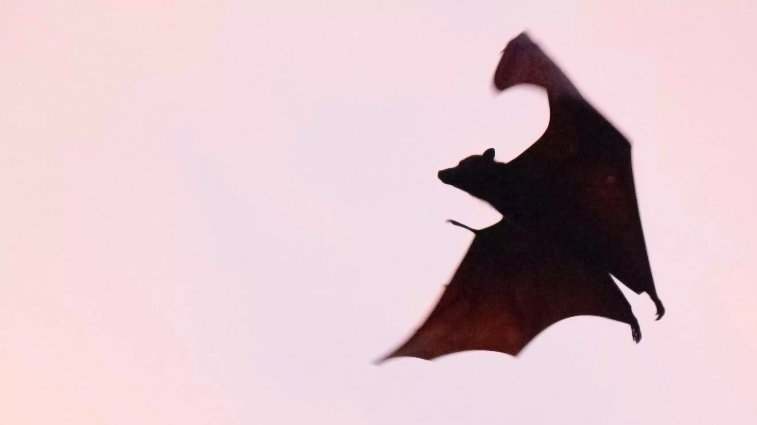 A Bat Snuck Onto A Plane And It's The Scariest Thing You'll See Today
