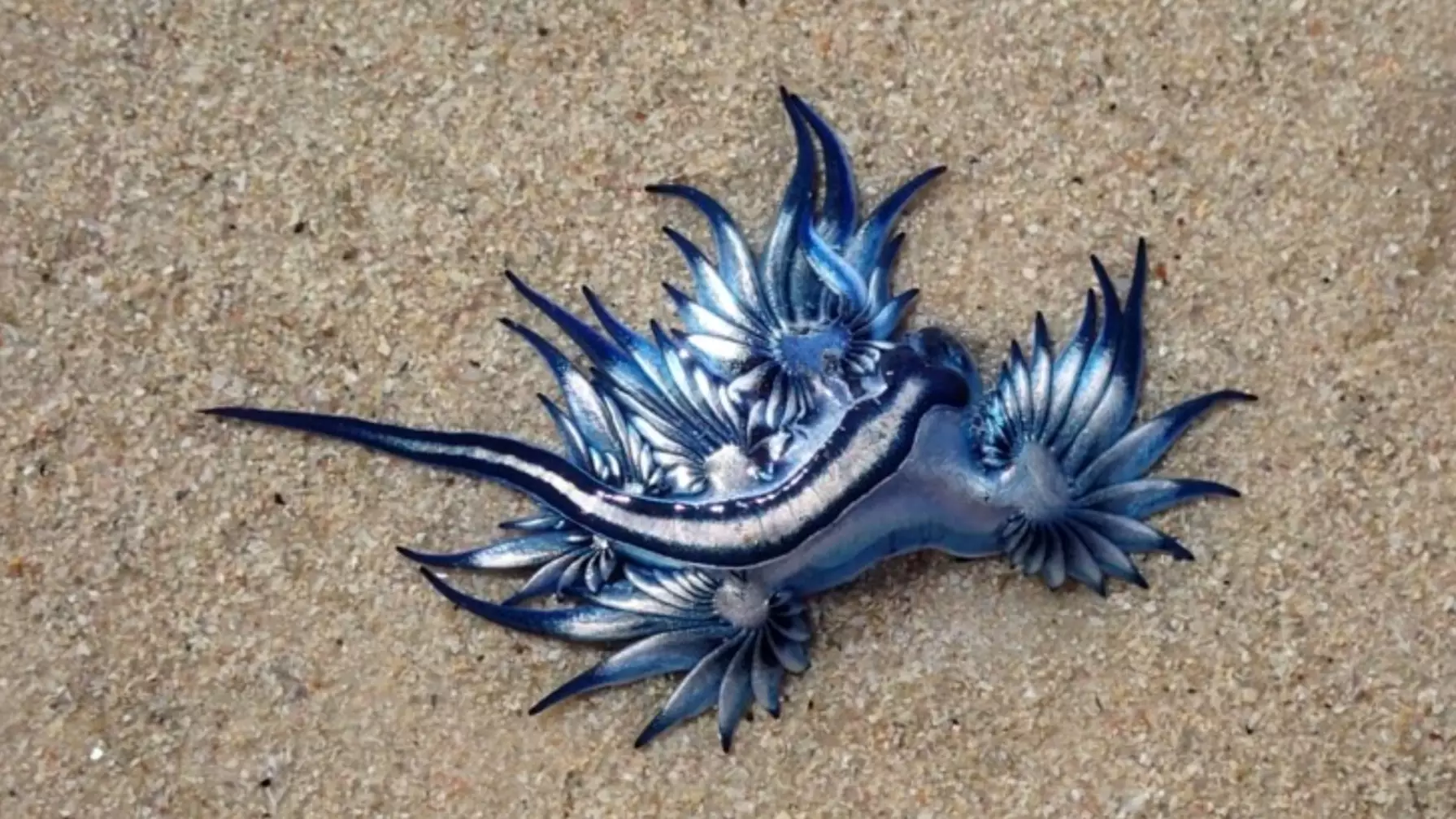 Poisonous Blue Dragons Wash Up On Beach In South Africa 