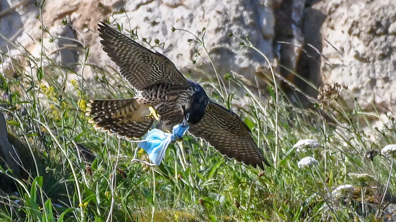 Peregrine Falcon Picks Up Discarded Face Mask Before Flying Off