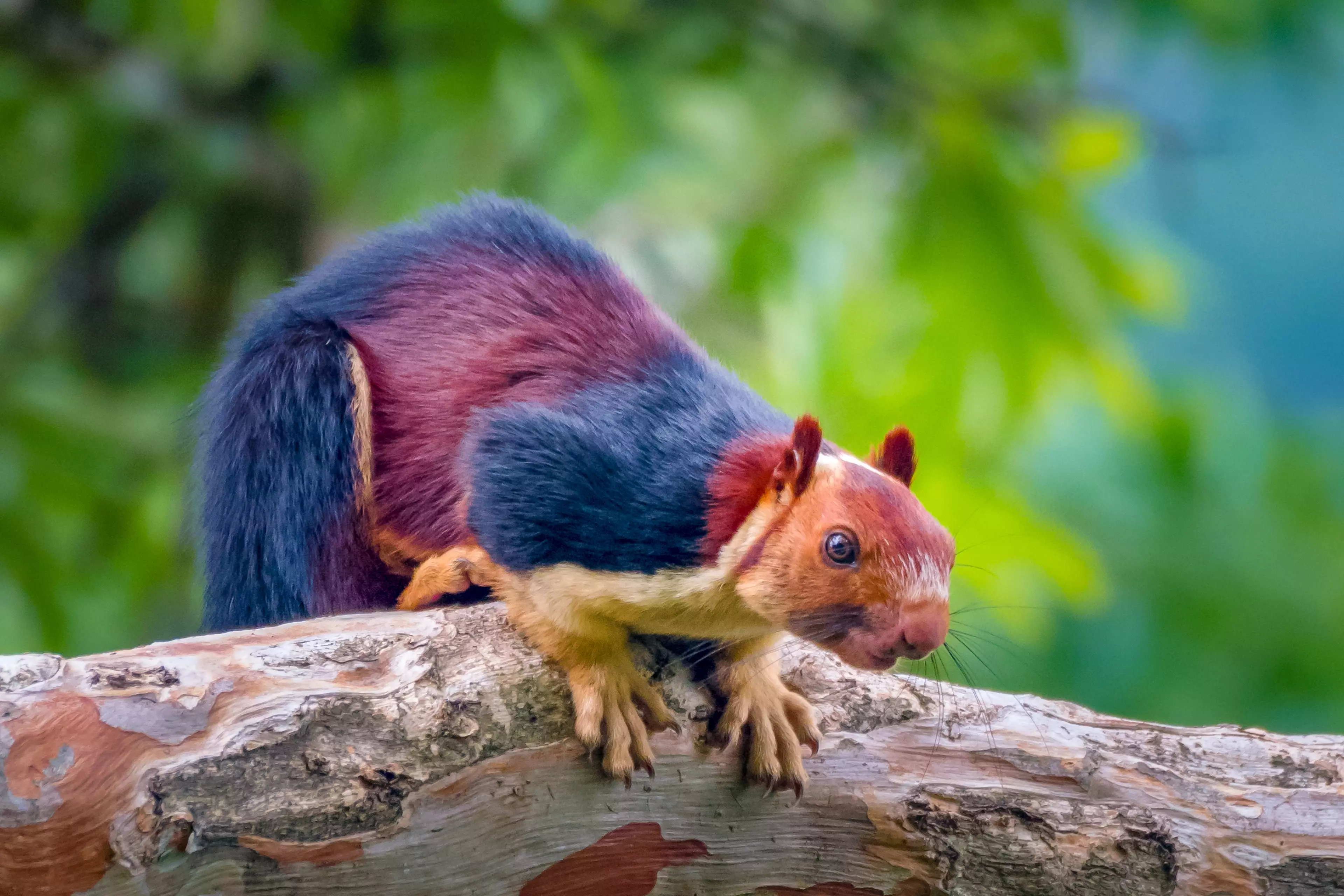 The squirrels measure up to 36 inches but can jump 20 foot.