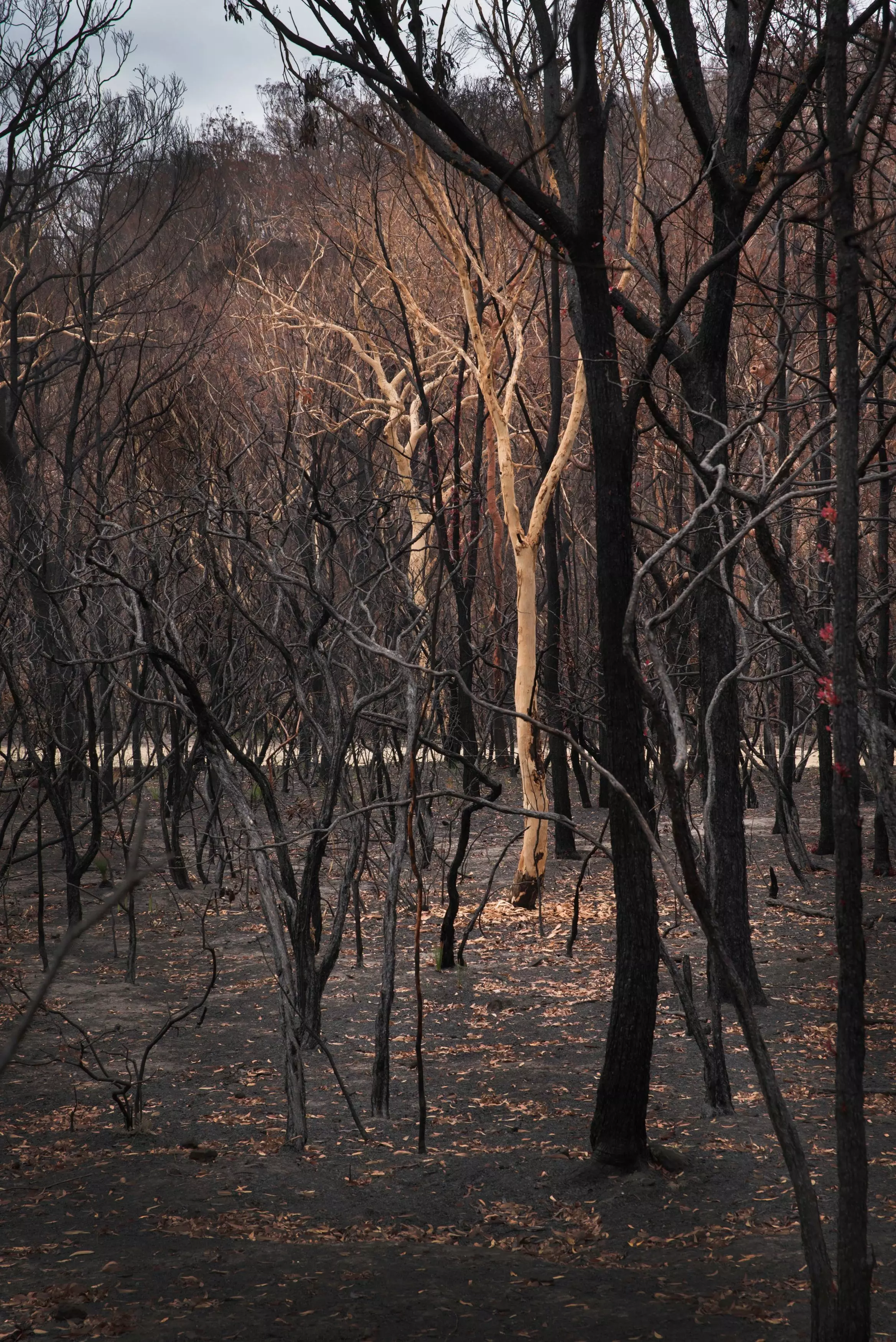 Some pictures showed oddly how the fires charred most trees but left others (