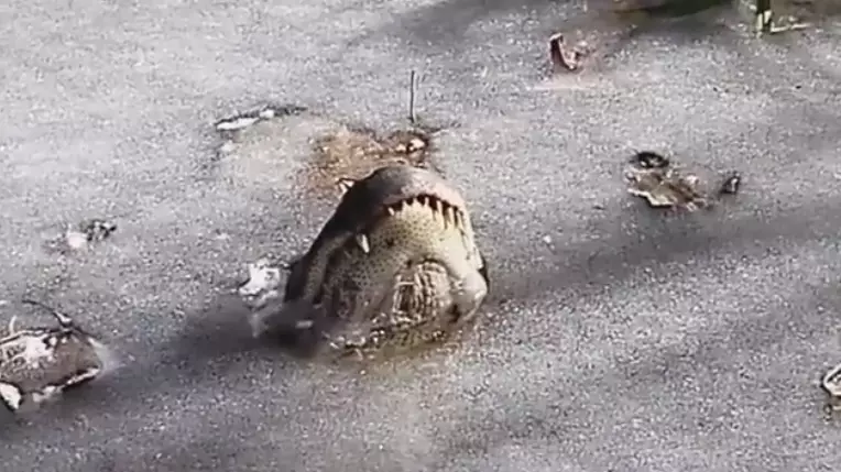 Video Shows The Creepy Method Alligators Use To Survive A Frozen Pond  