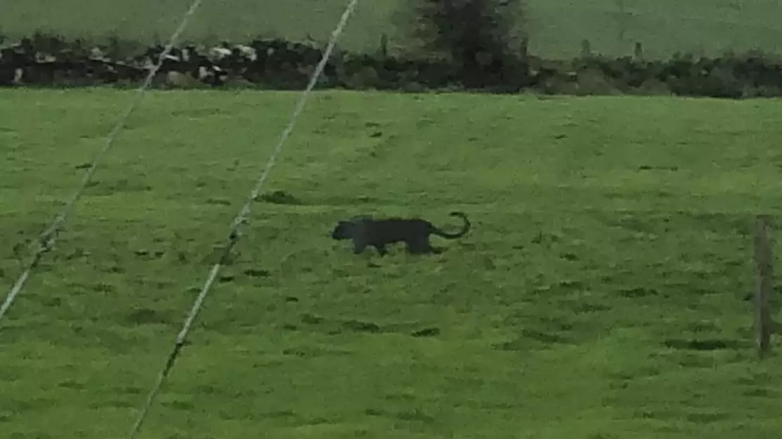 Teen's Big Cat Cut Out Sparks Panic As Police Search For 'Panther'