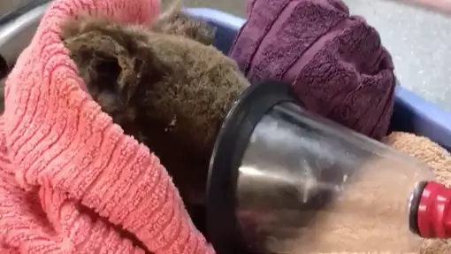 Koala Rescued By Legendary Aussie Is On The Road To Recovery