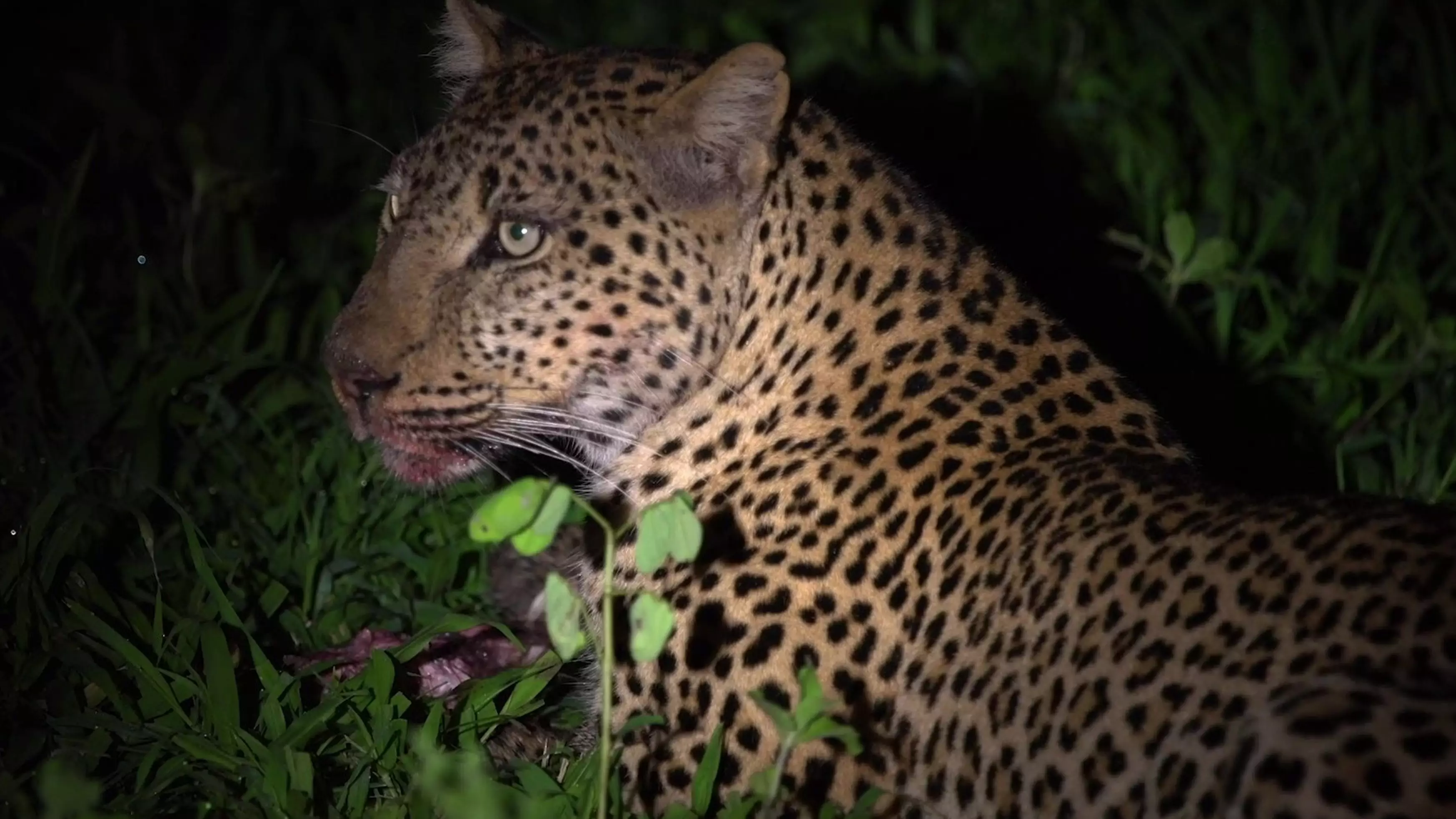 Tense Footage Shows Leopard Stealing Food Out Of Crocodile's Mouth
