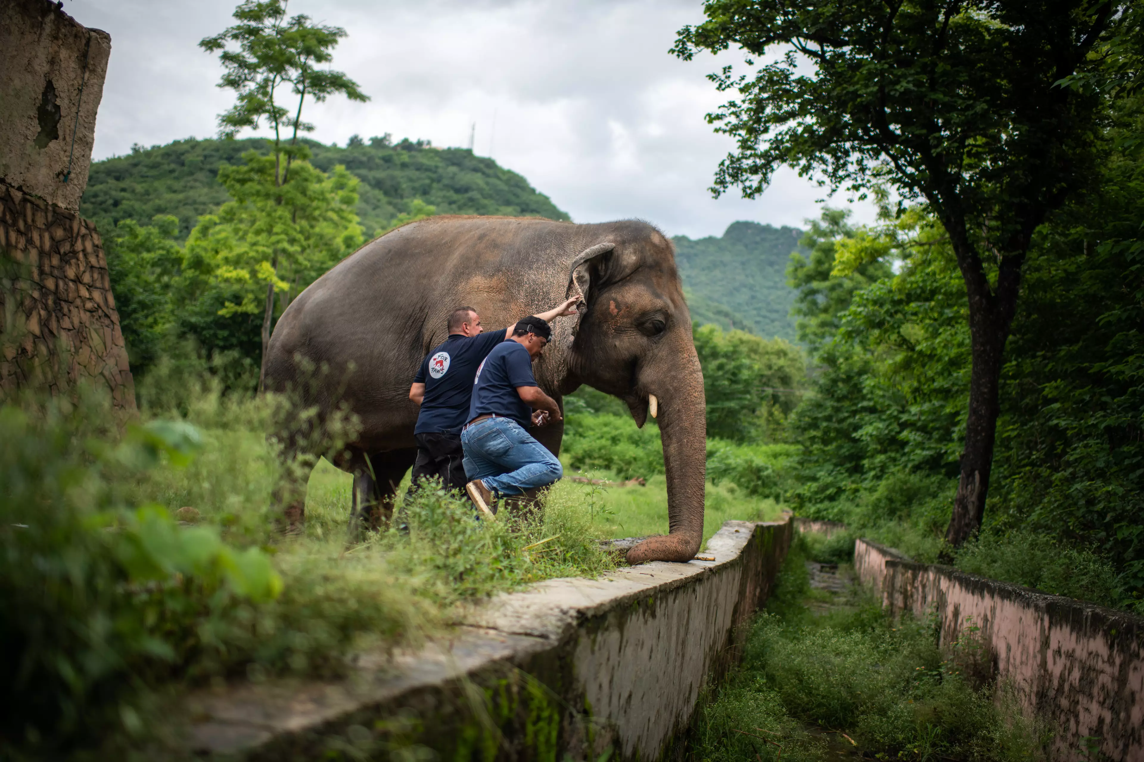 Following medical checks, it's been confirmed Kaavan is well enough to be located (